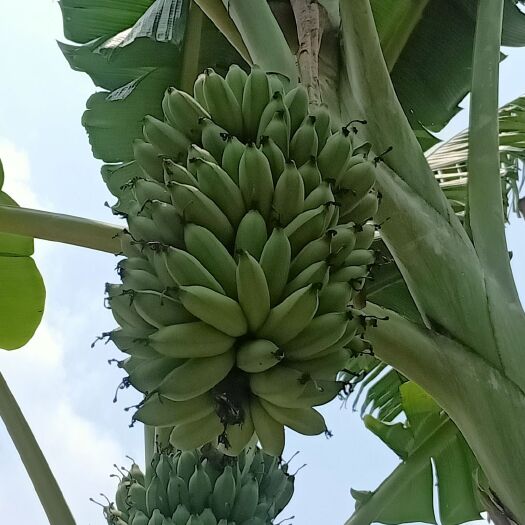 玉林粉蕉 八成熟