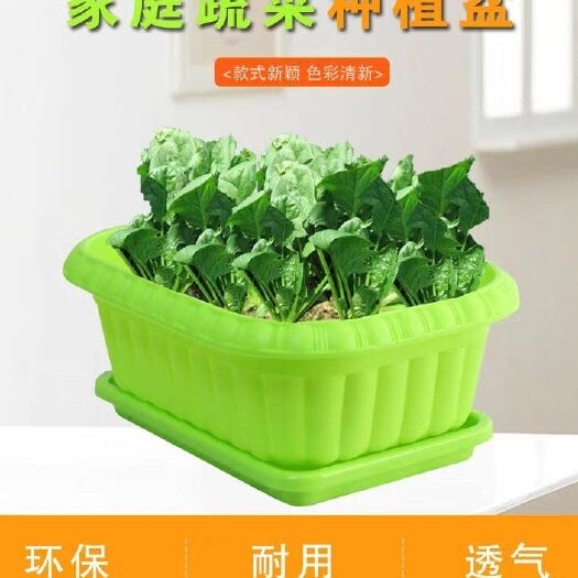 南皮县景观盆栽 养心菜盆栽，高钙菜盆栽，包邮到家