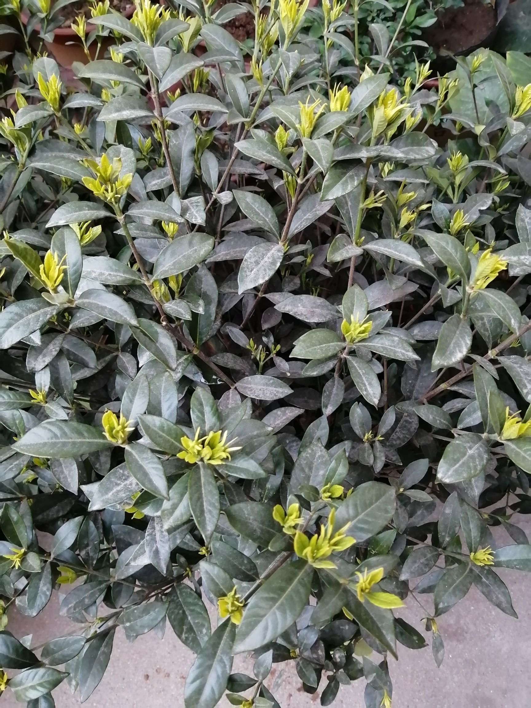 四季梔子花  盆栽盆景  四季花卉  綠植 易活濃香型植物