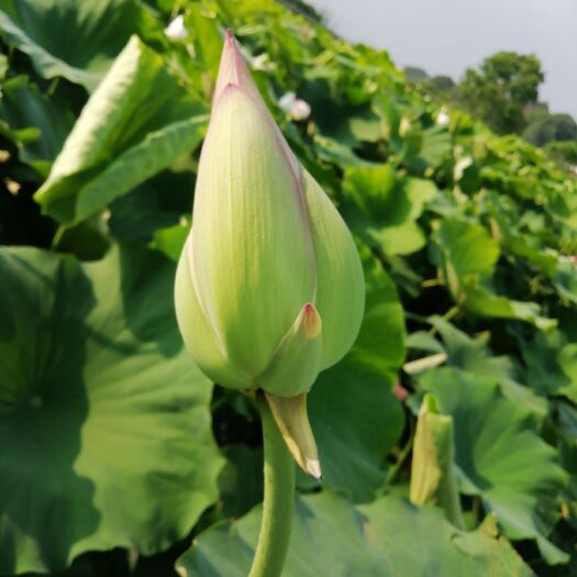 广昌县荷花 泉眼无声惜细流树荫照水爱晴柔 小荷才露尖尖角 早有蜻蜓立上头