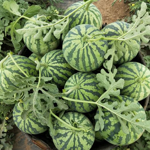 天津 本地种植麒麟西瓜