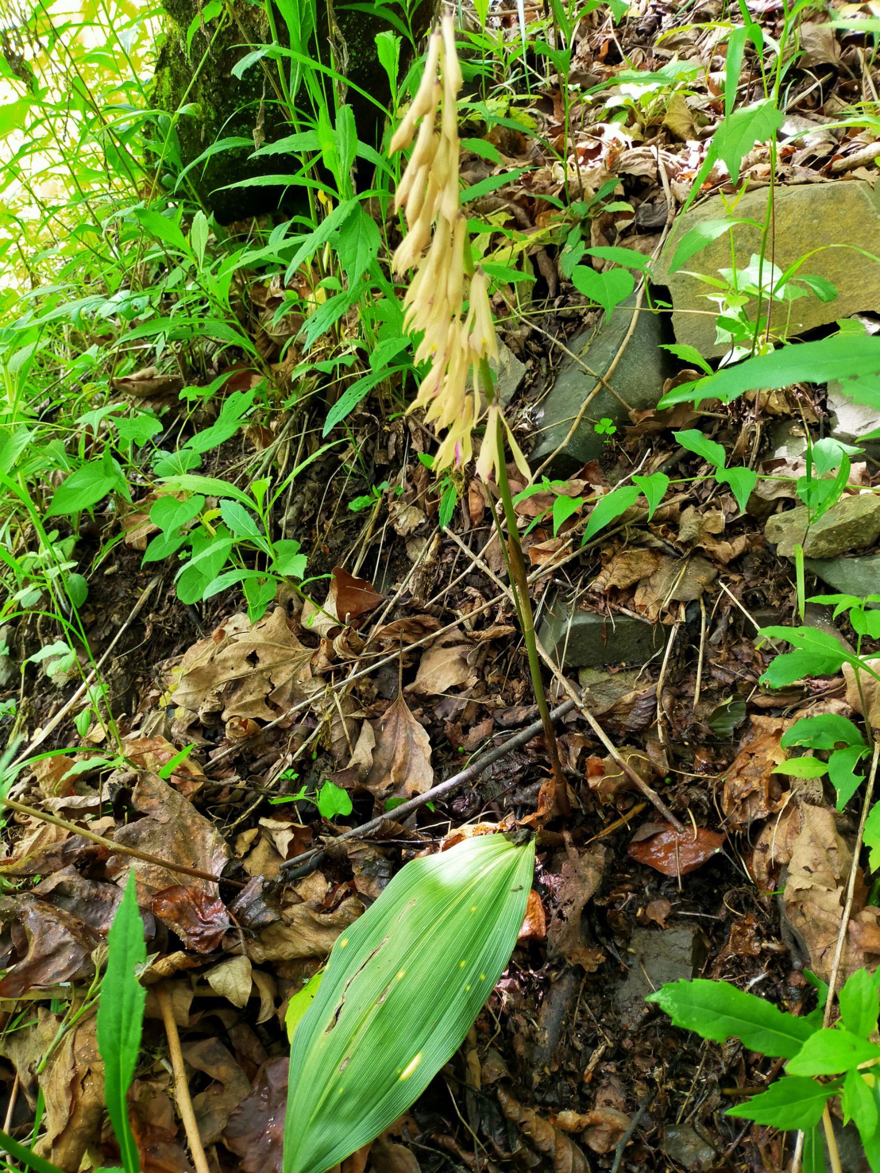 山慈菇 鲜货需要的抓紧