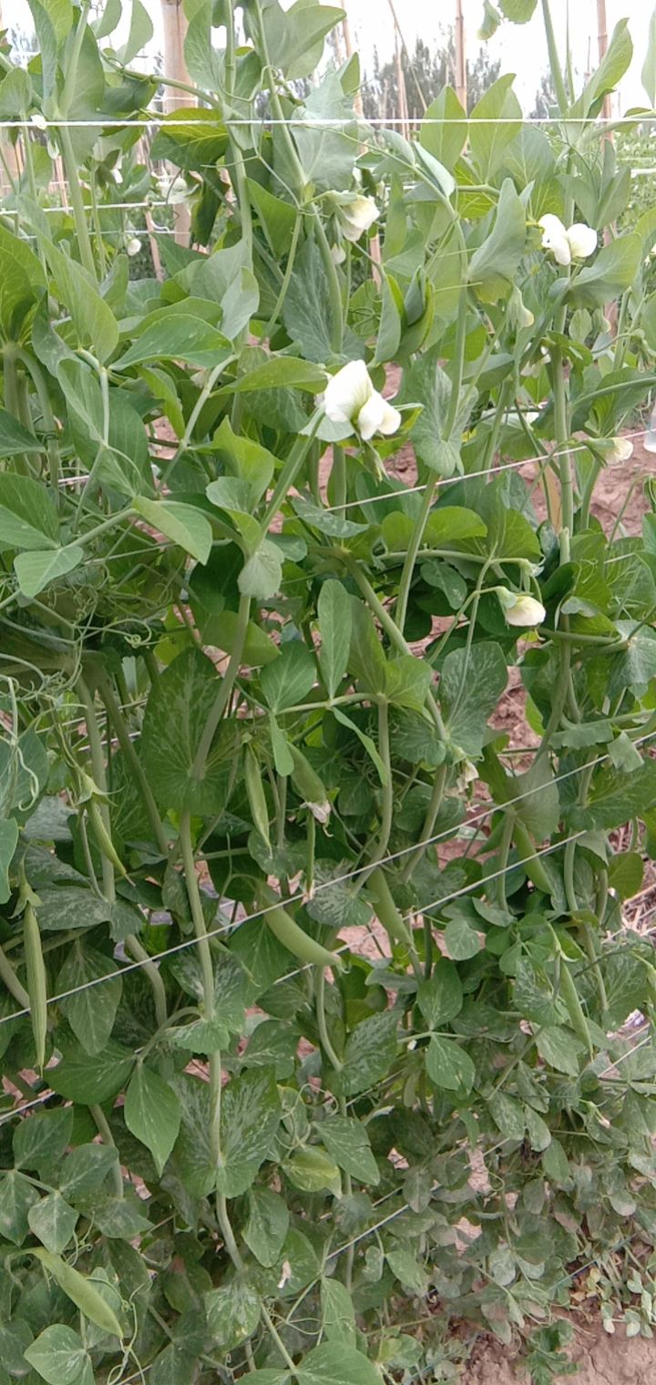 荷兰豆甜豆三天后大量上市