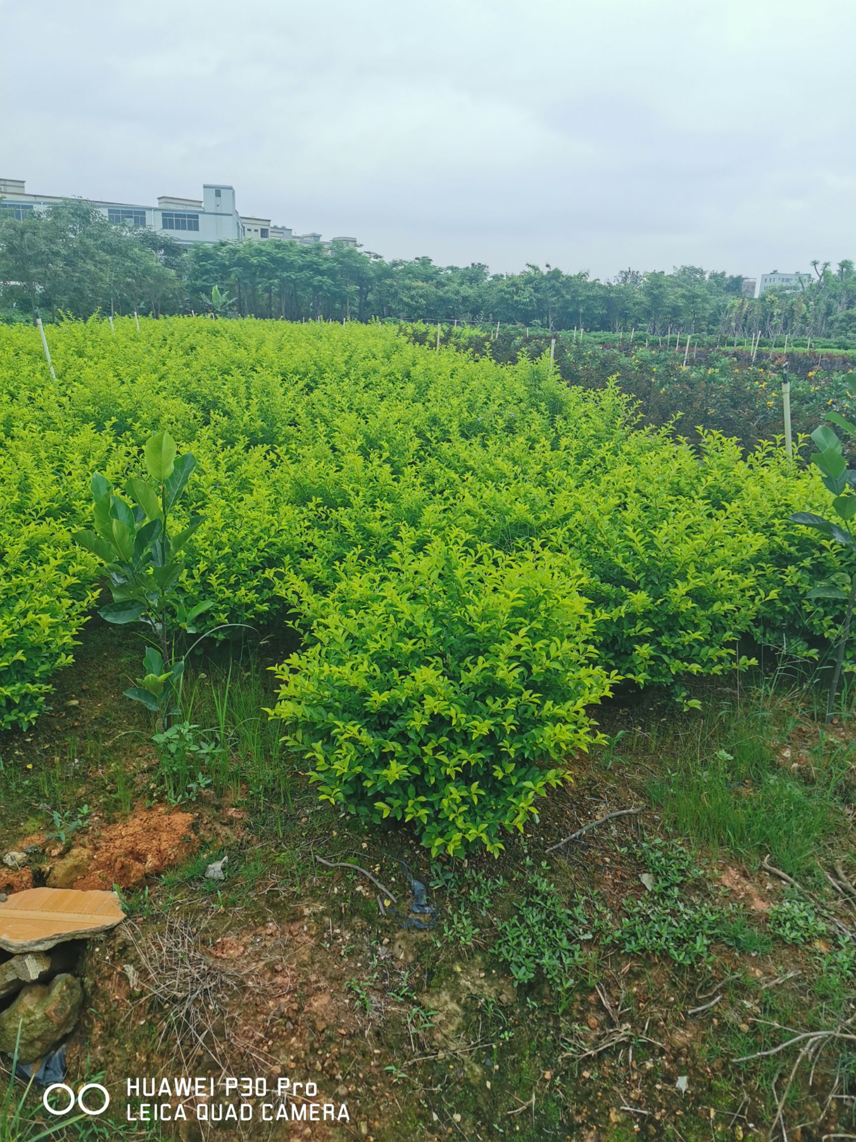 金叶连翘 50-60高黄金叶绿篱