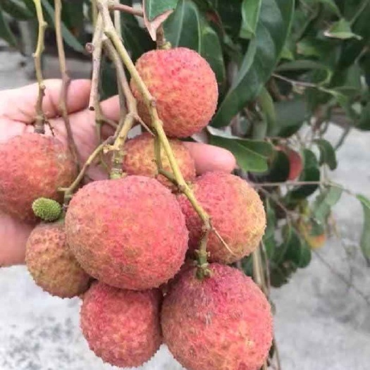 金平县妃子笑荔枝  三月红荔枝  荔枝