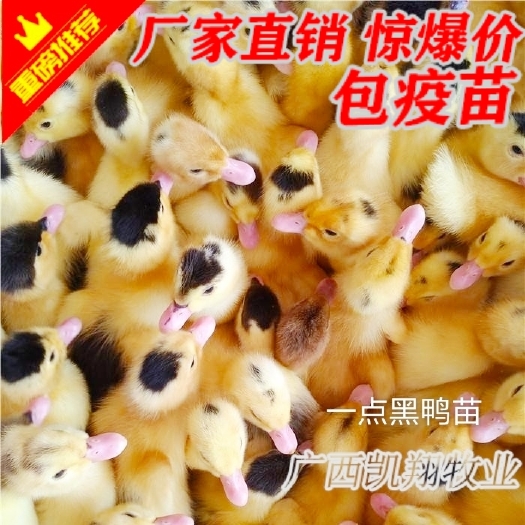 南宁肉鸭苗  大种一点头鸭苗 M18骡鸭/木鸭苗 孵场直供 包疫苗
