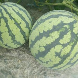 美都西瓜 美都～麒麟