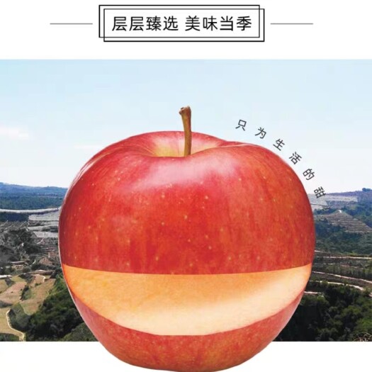 临猗县 山西正宗临猗坡上红富士苹果