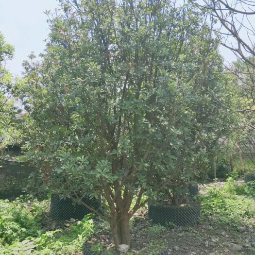 都江堰市杨梅树 自家苗圃直供精品熟货杨梅，数量多，价格优
