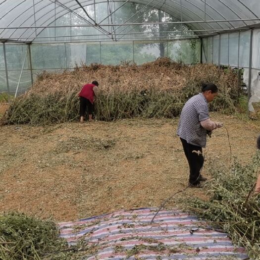 金堂县 藿香！藿香！特卖藿香种植基地出品