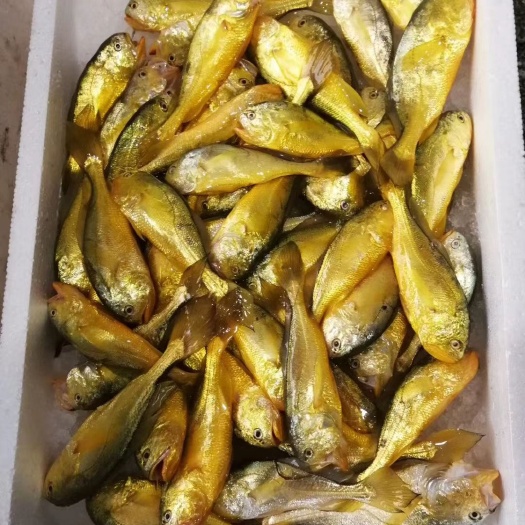  黄花鱼