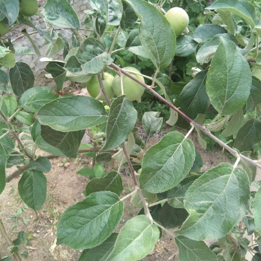 平邑县 苹果树苗