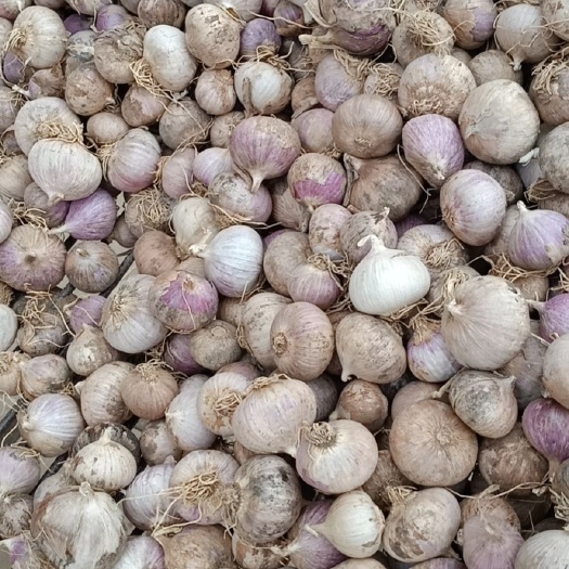 丰县四川彭州独头蒜，香辣味美，口感很好诚信为本，雪含果蔬出品。