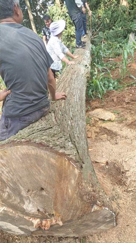 柳州 大直径杉木，10到15米，尾径40公分以上