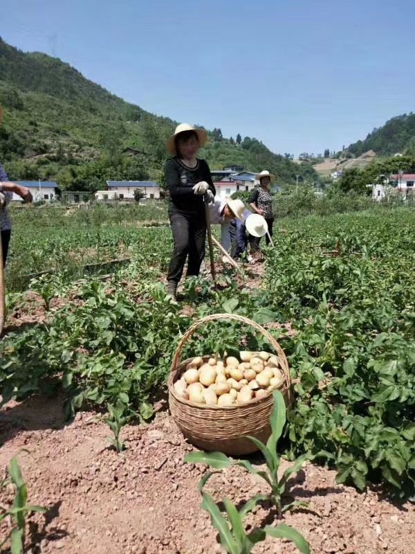  湖北恩施特产硬币大小小土豆，基地直供，夏天不烂不长芽，