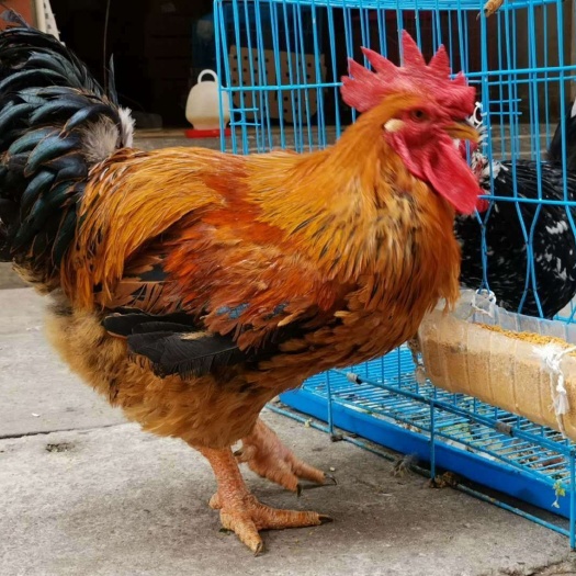 昆明K9鸡苗  云南正品k901肉鸡苗，成品10斤，包打疫苗，成