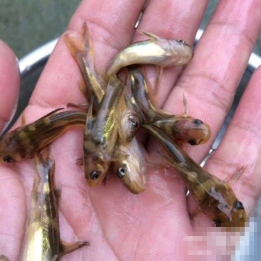 富顺县黄骨鱼苗 全雄性杂交黄桑鱼，长势快，周期短，四至五个月出可以成品鱼