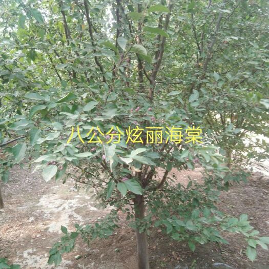 博野县 长年供应炫丽海棠，紫叶李，中华太阳李，国槐，北美亚当海棠