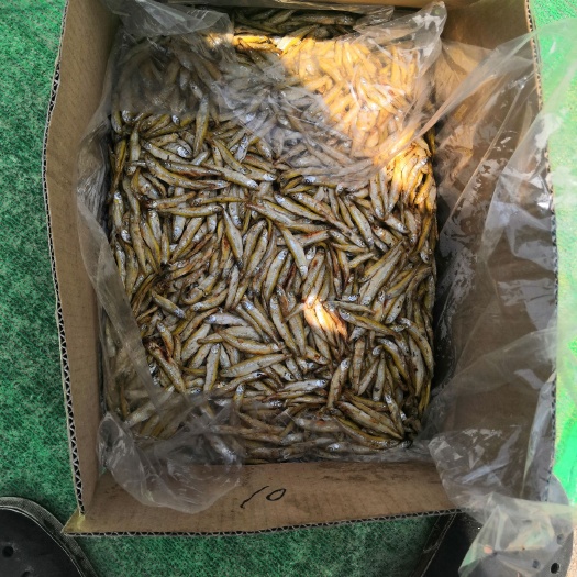 长沙干炸小公鱼 烤公鱼！嗮公鱼干