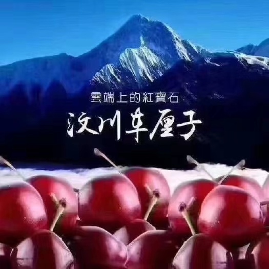 汶川县 川西高原雪域精品甜樱桃
