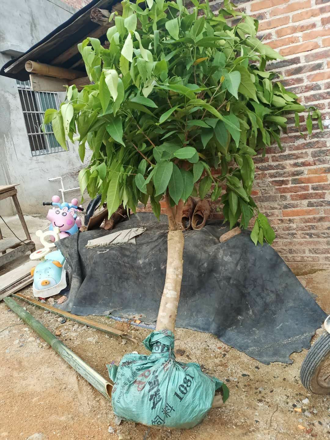 黑金刚莲雾苗 莲雾果苗莲雾嫁接树苗黑金刚大叶红带泥发货盆栽地载庭院种植