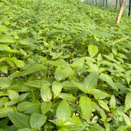 融水县花果人参果 红果参紫花品种