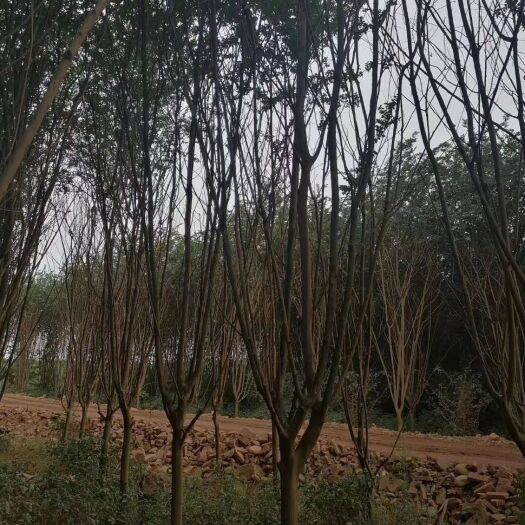 崇州市紫薇树 量大价格美丽