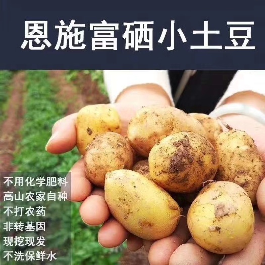 建始县 湖北恩施特产硬币大小小土豆，基地直供，不长芽不烂不散油不变