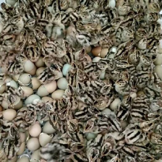 东至县山鸡苗 包打好疫苗发货，苗大嫩口好养，包教技术，可代养脱温苗