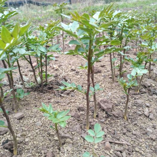  大红袍花椒苗、九叶青花椒苗