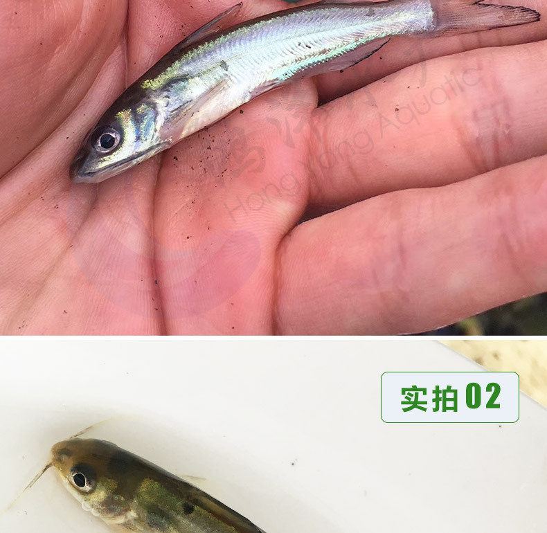 叉尾魚苗斑點叉尾鮰魚苗淡水養(yǎng)殖活體魚苗批發(fā)