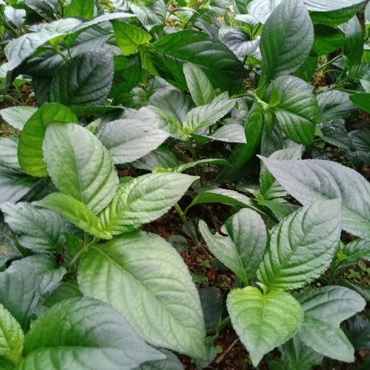 马关县香花茶 自己家种的糯米香草