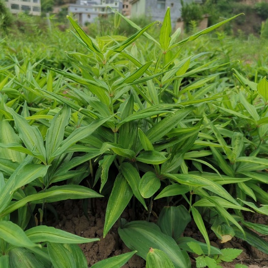 禄劝县黄精种苗 滇黄精红花籽育苗。
