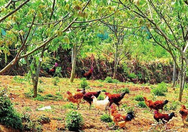 织金县 本地散养土鸡，肉质细腻鲜美，营养丰富，
