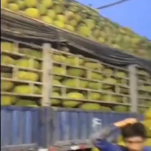 文昌市 海南特产菠萝蜜批发