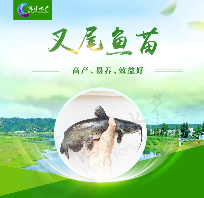 叉尾魚苗斑點叉尾鮰魚苗淡水養(yǎng)殖活體魚苗批發(fā)