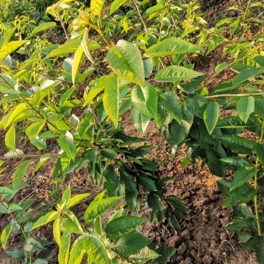 周至县美早苗 专业种植樱桃二十年