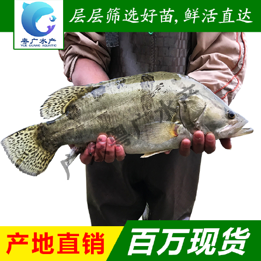 广州鳜鱼苗 桂花鱼苗 翘嘴鱼大量批发 高品质耐运输