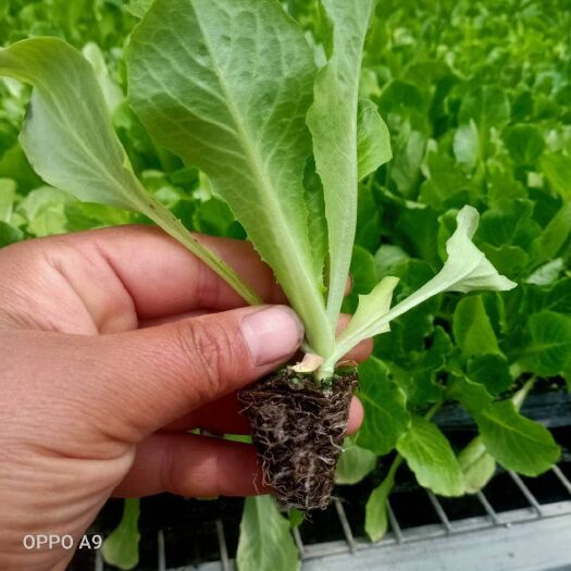 宁阳县生菜苗 意大利，美国大速生，结球生菜品种全，地苗，盘苗都有，发货方便