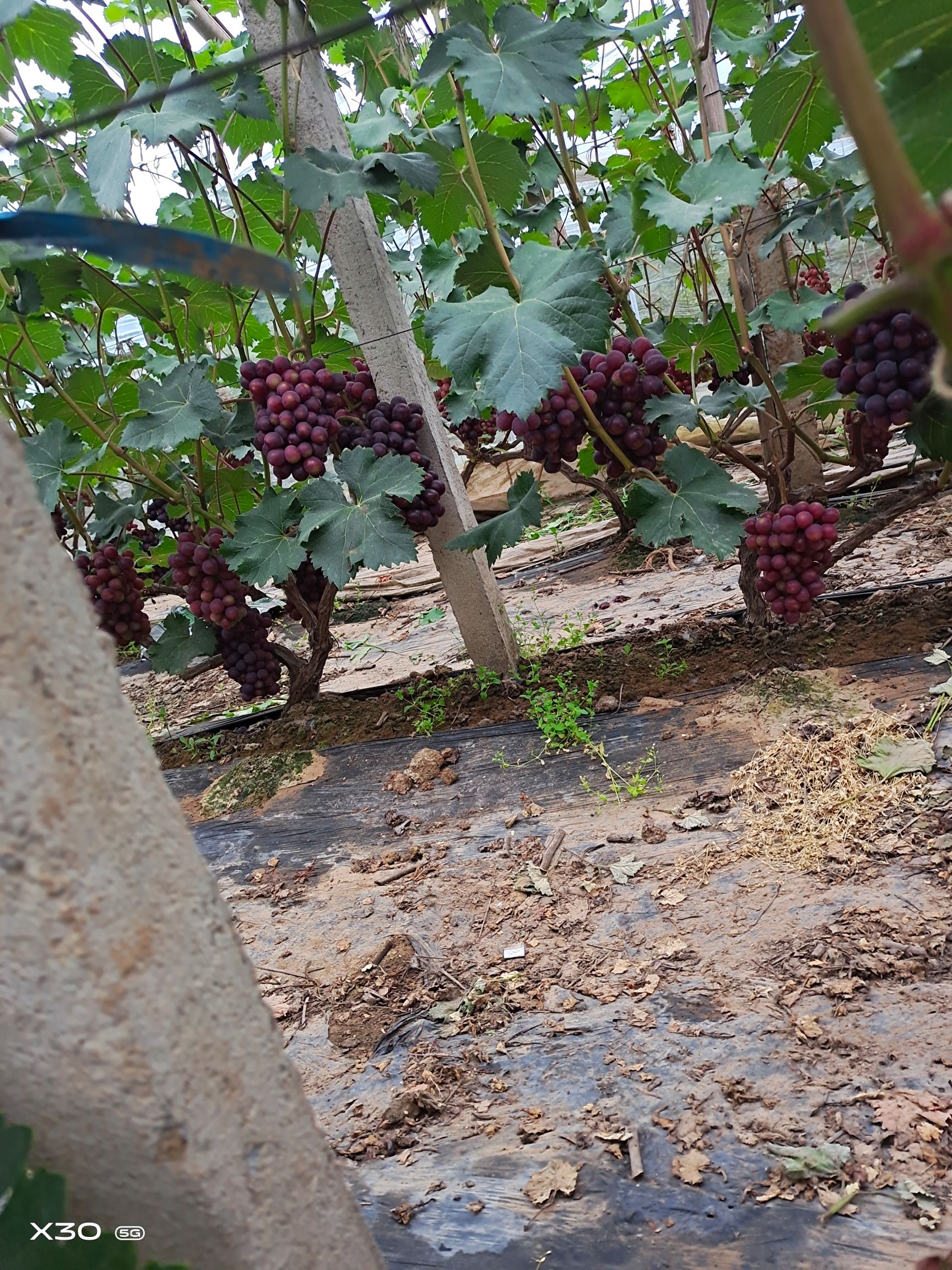 紅無核葡萄 紅核   夏黑  大量貨  歡迎老板來詢問