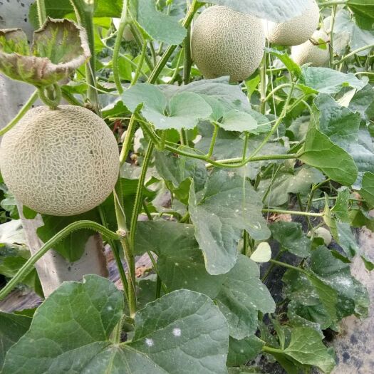 莘县网纹蜜瓜 2斤以上