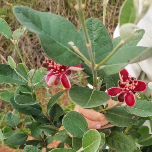 会同县湖南菲油果苗批发