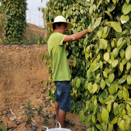 绿春县 干货黑胡椒，本人大量销售，需要的老板快点下单！
