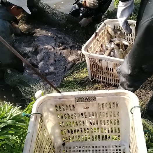 海安市 自养鳜鱼，量大，品质好