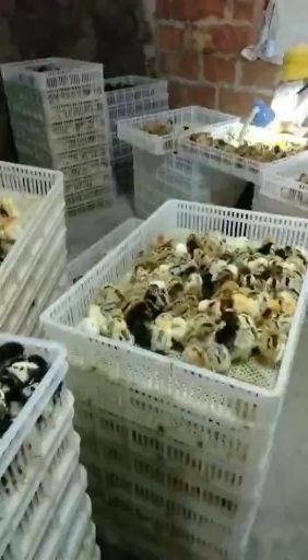 东至县 麻羽高产绿壳蛋鸡苗