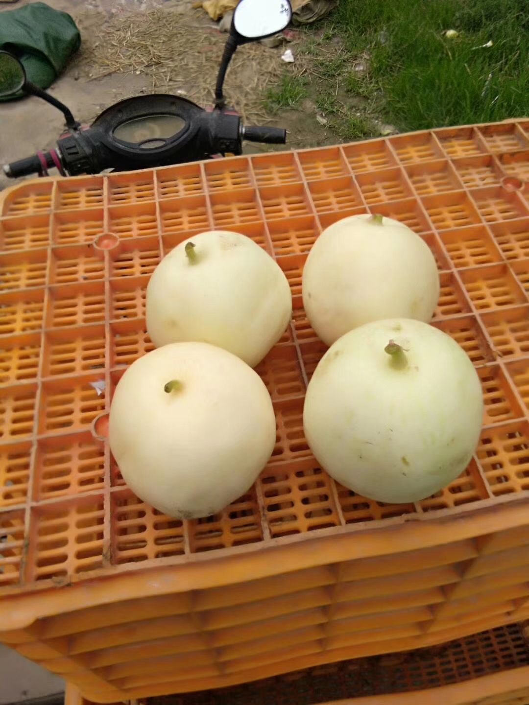 本店提供[白玉甜瓜],欢迎有需要的老板进店逛逛.