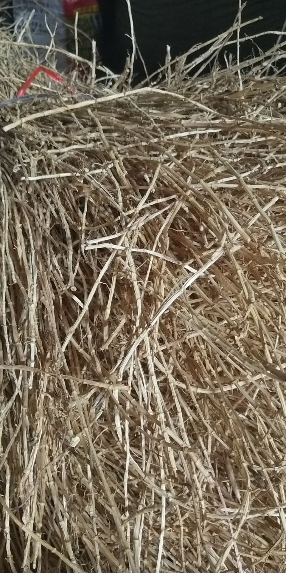  白茅根干货11元一斤可以切断