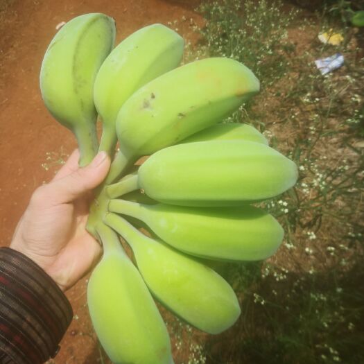 徐闻县小米蕉 八成熟