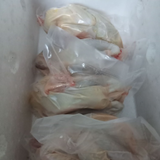  农村散养的三黄鸡