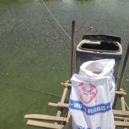 水库鲤鱼 人工养殖